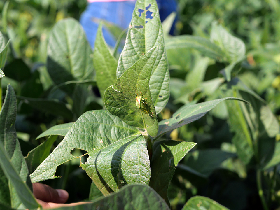 Emerging insecticide, stink bug host research could improve cost and efficiency 
